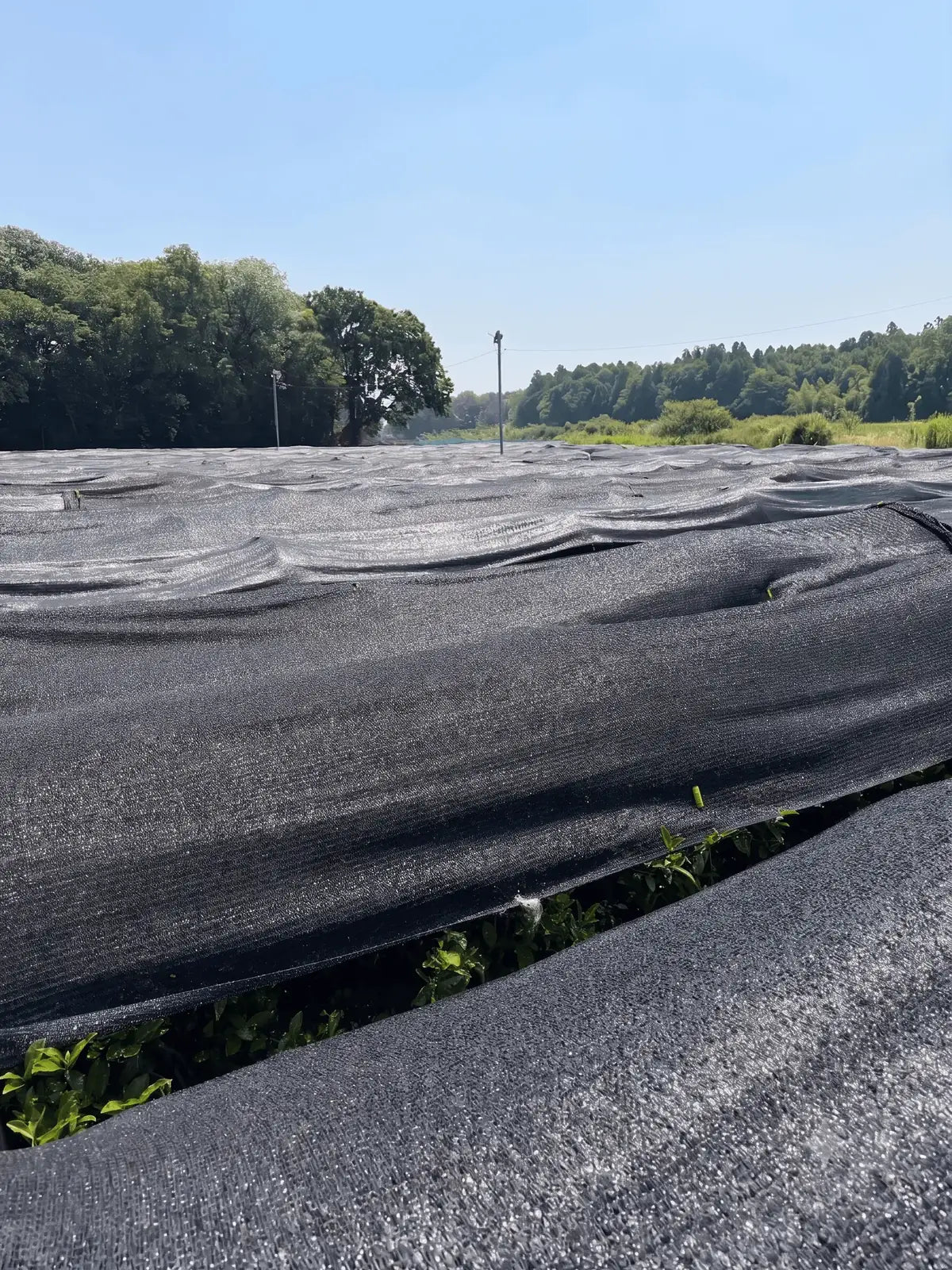 Black landscape mesh screen fabric draped over a large field, with trees and a blue sky in the background.