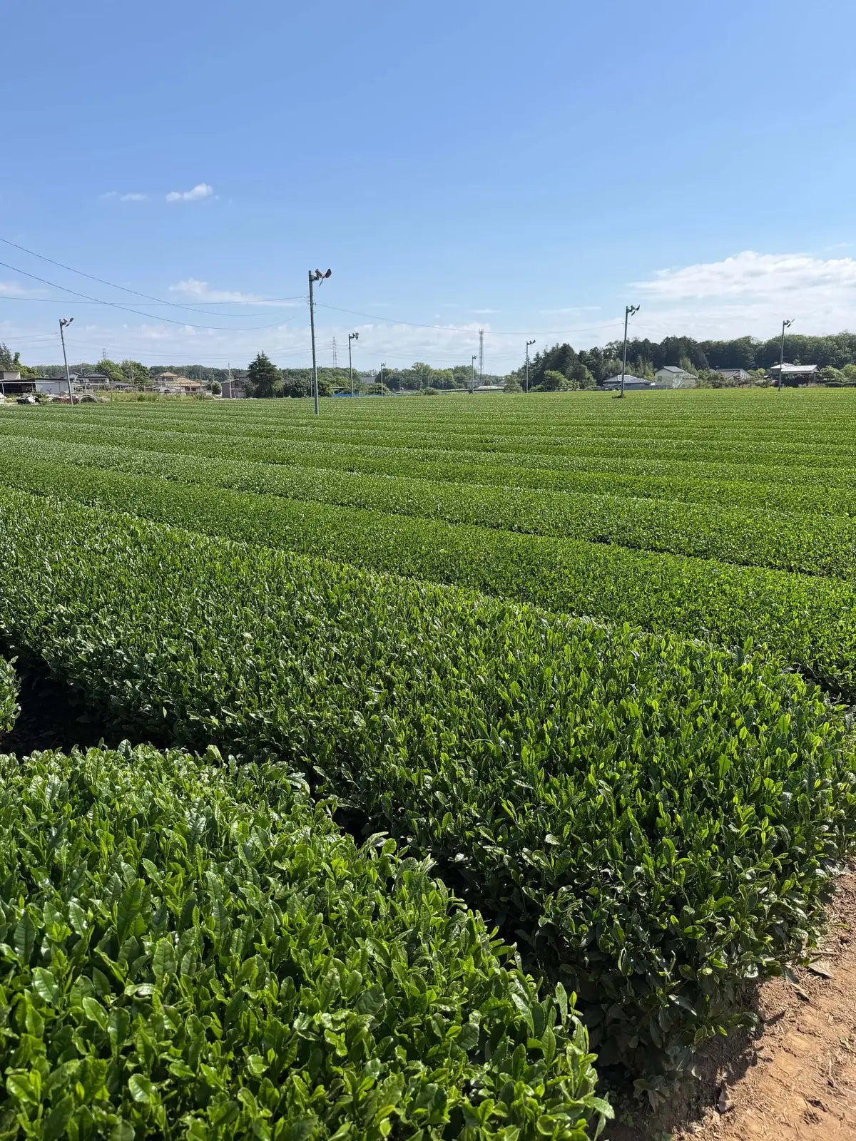 Rows of lush green tea bushes in a large plantation under a clear blue sky.