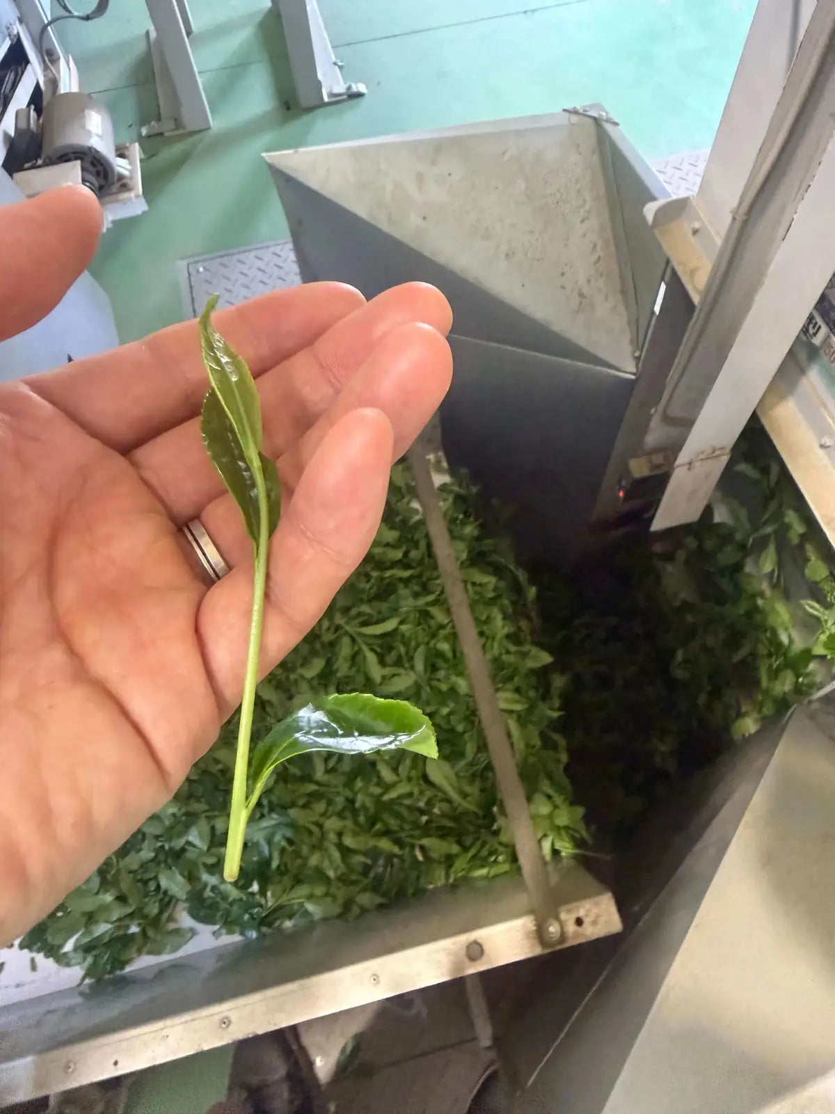 A hand holding a single fresh green tea leaf in front of a machine processing batches of loose-leaf tea in a factory setting.