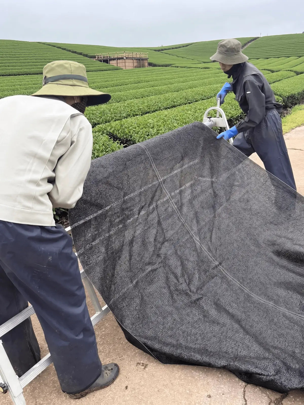 Two workers in a tea plantation setting roll out a large black mesh shade cloth over rows of green tea bushes.